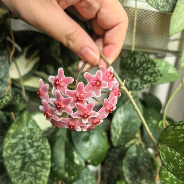 Hoya carnosa 'Freckles Splash', 3 Cuttings