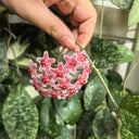 Hoya carnosa 'Freckles Splash', 3 Cuttings