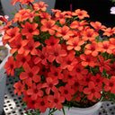 Oxalis obtusa Series Bulb - 'Blood', 2 Bulbs
