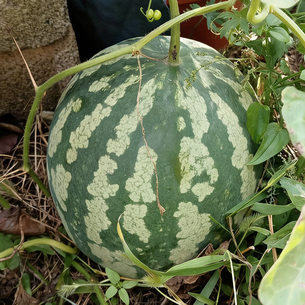 Ya Zong Winter Melon, 5 Seeds