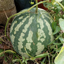 Ya Zong Winter Melon, 5 Seeds