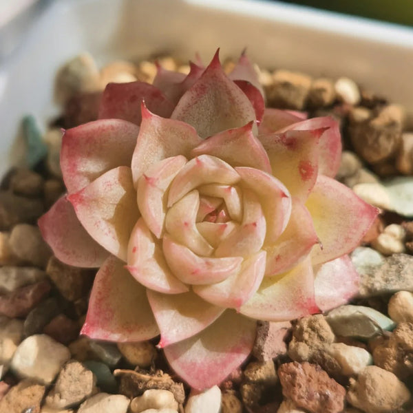Echeveria 'Beninoturu', 2pcs x 1-head