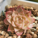 Echeveria 'Beninoturu', 2pcs x 1-head