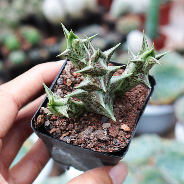 3Pcs Caralluma hesperidum, 3-4cm