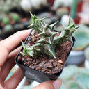 3Pcs Caralluma hesperidum, 3-4cm