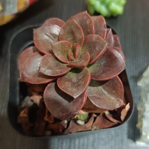 Echeveria 'Chocolate', 3pcs x 1-head