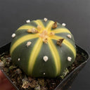 Astrophytum asterias Variegata, 3-4cm