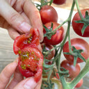 Dream Purple Cherry Tomato, 100 Seeds