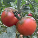 'Strawberry' Tomato Seeds, 20 Seeds