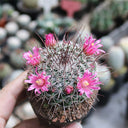 Mammillaria tayloriorum, 3-4cm