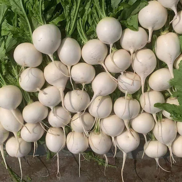 Large Round White Radish F1 Seeds, 10g