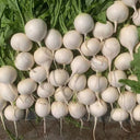 Large Round White Radish F1 Seeds, 10g