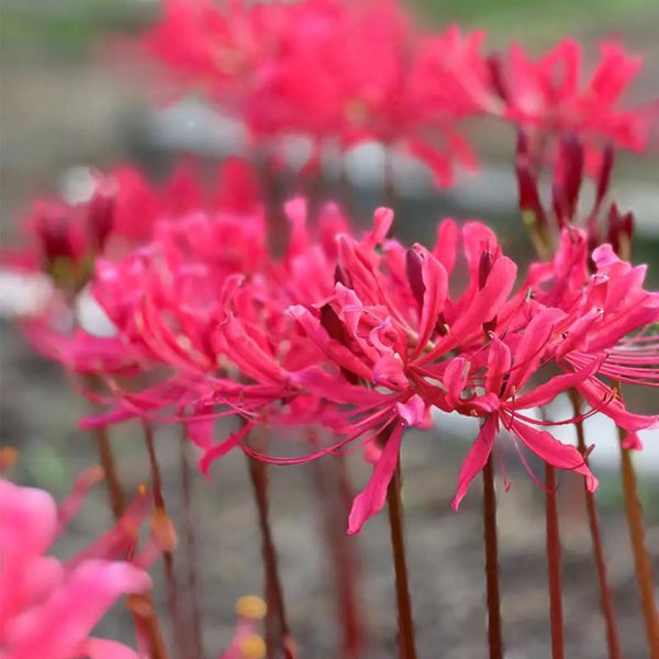 Rose Lycoris, 1 Bulb