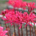 Rose Lycoris, 1 Bulb