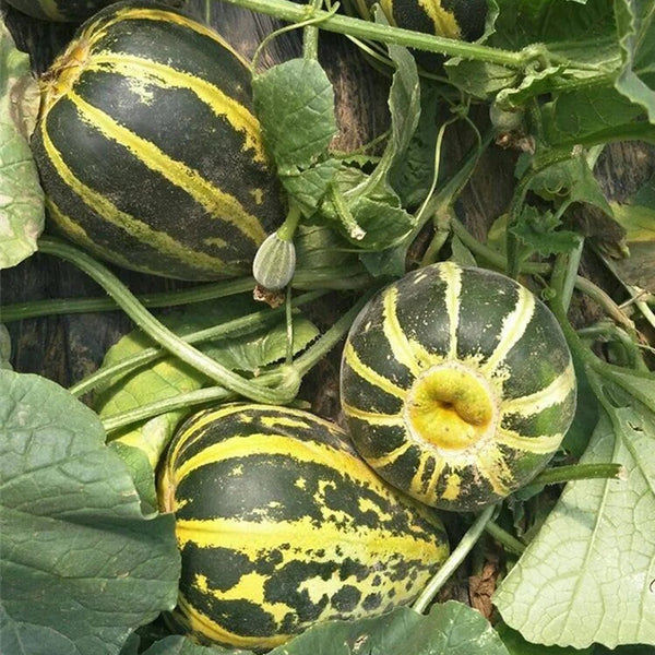 Bing Tangzi Melon, 50 Seeds