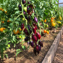 170 Cream Gourmet Tomato, 5 Seeds