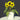 Duotou Nuanyang Sunflower, 50 Seeds