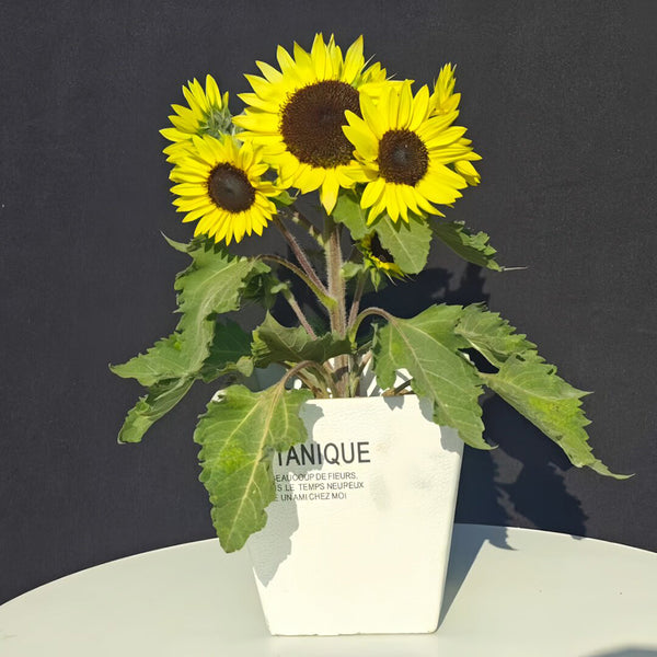 Duotou Nuanyang Sunflower, 50 Seeds