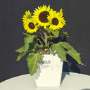 Duotou Nuanyang Sunflower, 50 Seeds