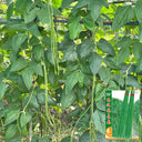 Long Dragon Cowpea Seeds, 200g