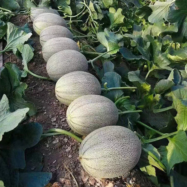 Hami Melon Seeds, 25 Seeds