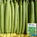 Jiamei 60 Long Sponge Gourd, 100 Seeds