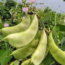 Red-flowered Hyacinth Bean Seeds, 10g
