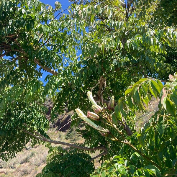 Oroxylum indicum, 10 Seeds