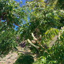 Oroxylum indicum, 10 Seeds