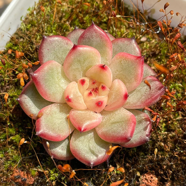 Echeveria cv. 'Starlight Jenny', 2pcs x 1-head