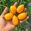1117 Amarillo Long Yellow Cherry Tomato, 5 Seeds