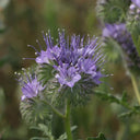 Lacy Phacelia, 200 Seeds