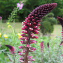 'Beaujolais' Purple Loosestrife, 10 Seeds