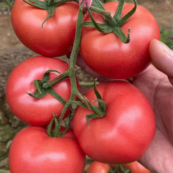 Maofen 802 Tomato, 100 Seeds