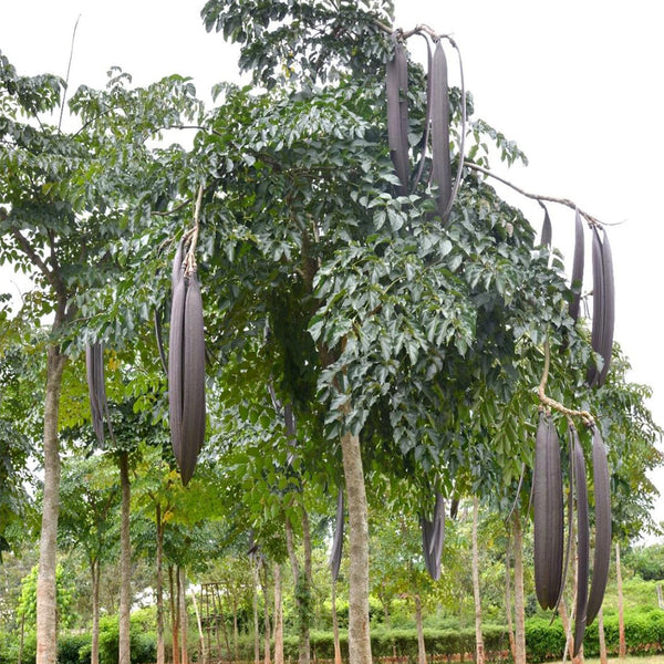 Oroxylum indicum, 10 Seeds
