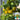 Dwarf Yellow Potted Cherry Tomato, 100 Seeds