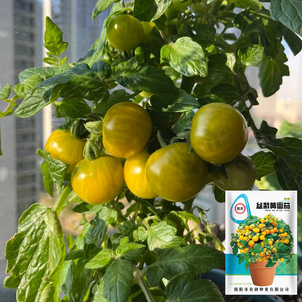 Dwarf Yellow Potted Cherry Tomato, 100 Seeds