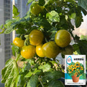 Dwarf Yellow Potted Cherry Tomato, 100 Seeds