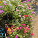 Double Flowered Mix Moss Rose, 5000 Seeds