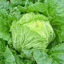 'Jiaoshu Autumn-King' Chinese Cabbage Seeds, 10g