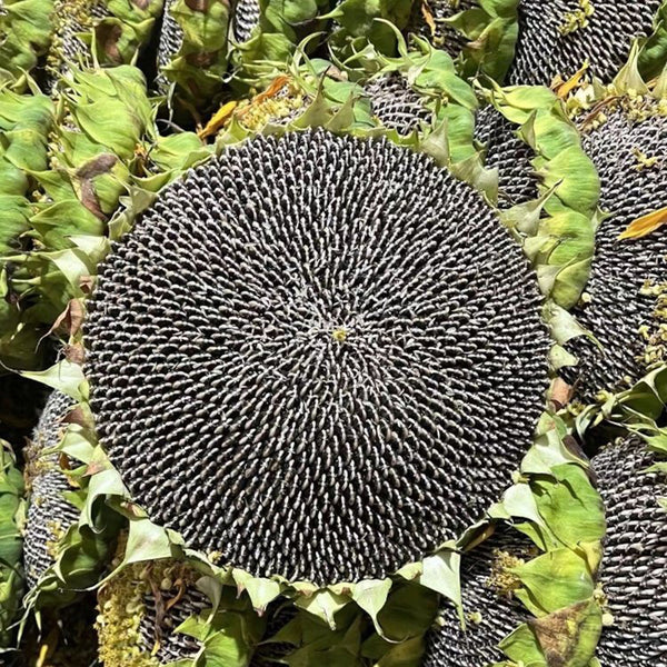 Dwarf Edible Sunflower Seeds, 10g