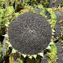 Dwarf Edible Sunflower Seeds, 10g