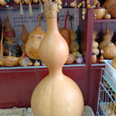 Extra Large Waist Gourd, 5 Seeds