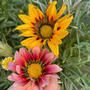 Gazania, 1g