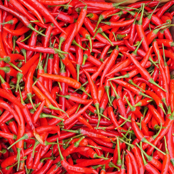 Tasty Upward-Growing Chili Pepper Seeds, 60 Seeds