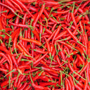 Tasty Upward-Growing Chili Pepper Seeds, 60 Seeds