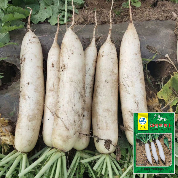 'Guangliang No.22' Radish Seeds, 50g