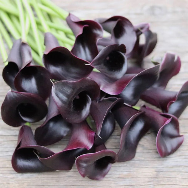 'Odessa' Calla Lily, 16/18cm Circumference, 1 Bulb
