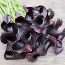 'Odessa' Calla Lily, 16/18cm Circumference, 1 Bulb