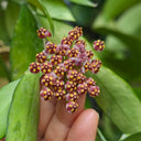 Hoya inconspicua, 1 Cutting